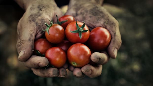 Can Organic Farming Feed the World?