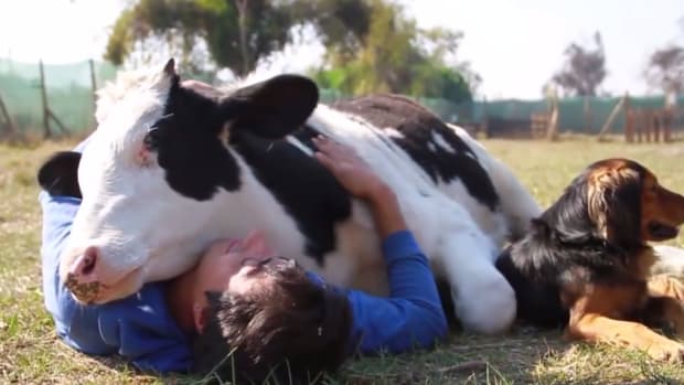 Adorable Rescued Cow Pays for His Freedom With Cuddles [Video]
