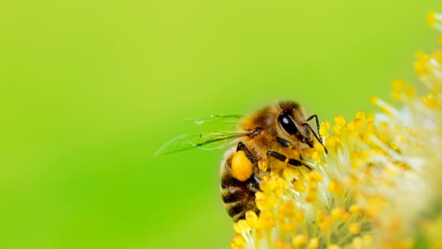 New Bee Vectoring Technology Saves the Bees – and Puts them to Work