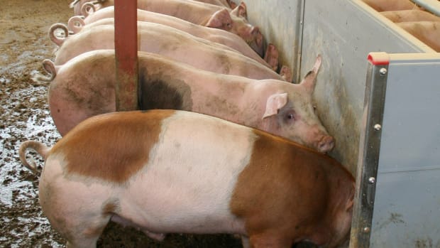 Mutating New Pig Virus Expected to Kill Millions of Baby Pigs and Cripple Pork Industry