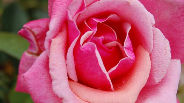 skin benefits of roses