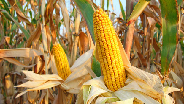 Hiding the Truth About GMO Corn? Controversial Study Disappears after Just One Day Online