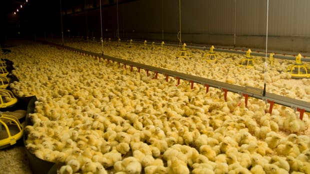 Antibiotic Use in Livestock Declines, Chicken Industry Leads the Charge