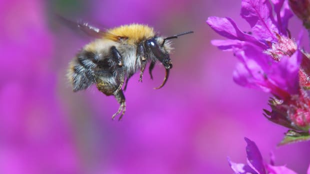 bumblebees are now endangered species