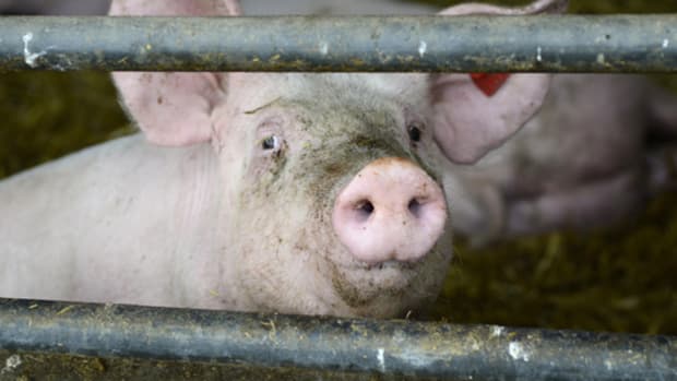 EPA is Failing to Regulate Air Pollution from Factory Farms, Lawsuit Says