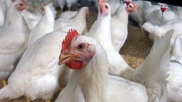 poultry-ccflcr-USDAgov