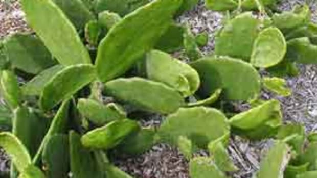 organic-cactus1