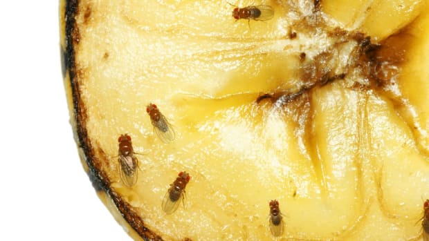 how to get rid of fruit flies now