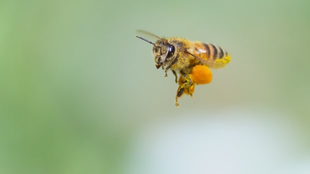 EPA Protecting Honeybees With Major 'Pesticide-Free Zones' Across U.S.