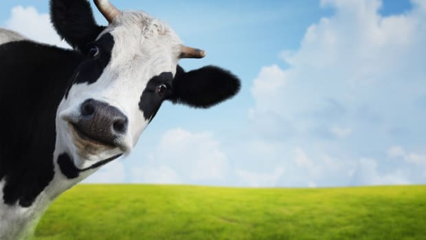 This is What Happens When a Cow Escapes a Slaughterhouse [Video]