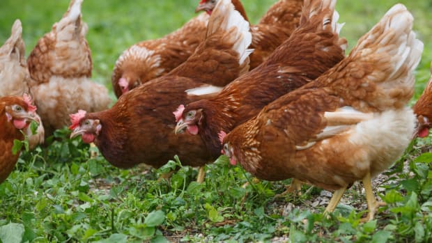 Suit Filed Against USDA for Ignoring Animal Welfare in Organic Production