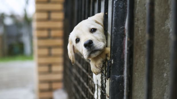 Enter title here USDA's Animal Welfare Records Still Obscured Despite New Public Search Tool, Says Animal Rights Groups