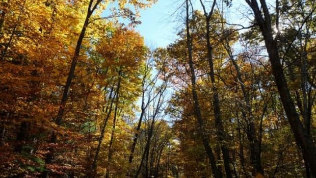 fall-trees-thisreidwrites