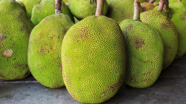 what is jackfruit