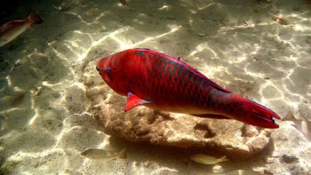 fish-ccflcr-paulbica