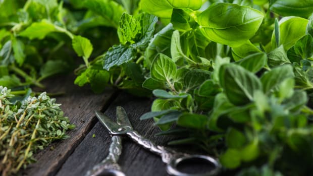 Get fresh first aid from the garden.