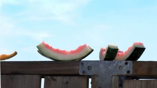watermelon-ccflcr-dyniss