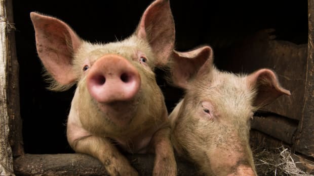 Bringing Home the (Genetically Modified) Bacon: After GMO Salmon, Is GMO Pork Next?