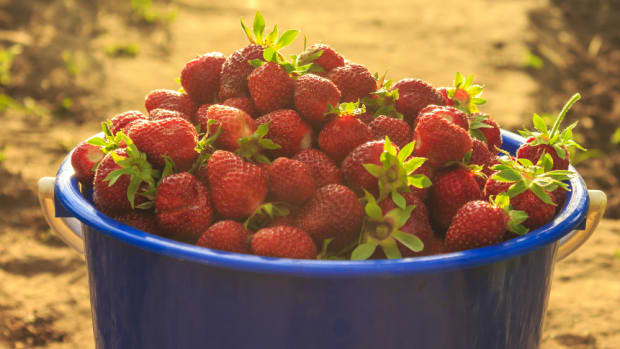 Whole Foods to Pioneer Fair Food Program Strawberries