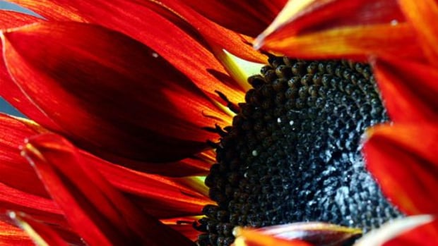 sunflower-ccflcr-stephcarter