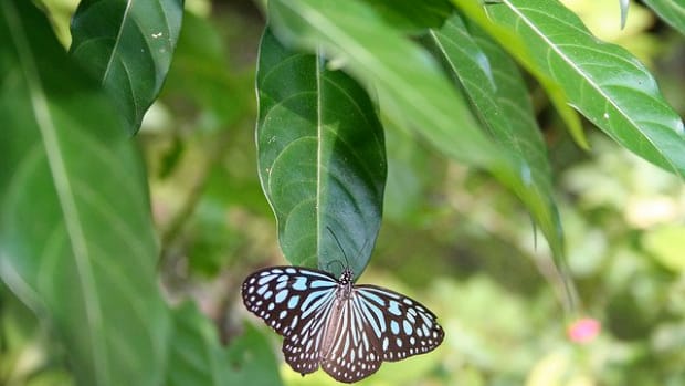 plants that attract butterflies