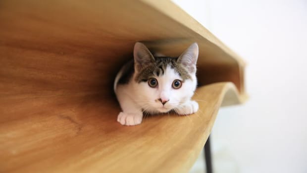 Cat furniture solutions.