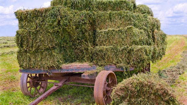 More Than 25 Percent of Wild Alfalfa is Now Genetically Modified Due to Crop Drift, USDA Research Confirms