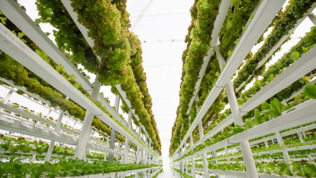 Organic Farmers Lose Battle Over Soilless Hydroponic Growing