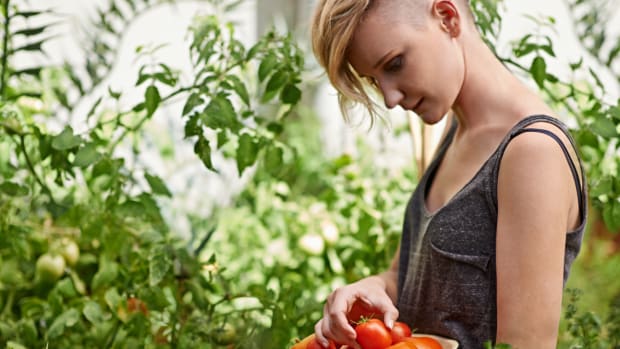 These 7 Common Tomato Plant Problems Can Ruin Your Harvest: Here's How to Troubleshoot