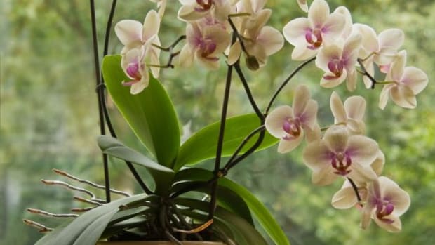 7 Practical Things to Know About Successfully Growing Orchids