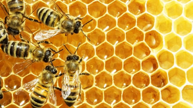 bee death is becoming a more widespread problem