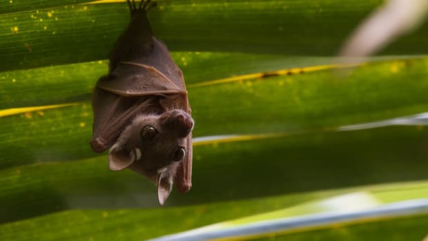 benefits of bats for your garden