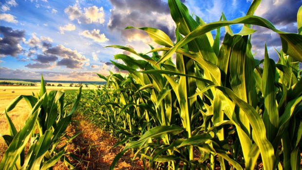 2.6 Billion Pounds of Glyphosate Herbicide Sprayed on U.S. Farmlands