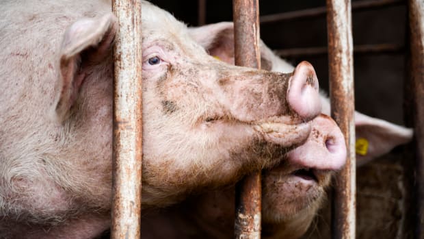 North Carolina Hog Farmers Get Free Pass to Pollution