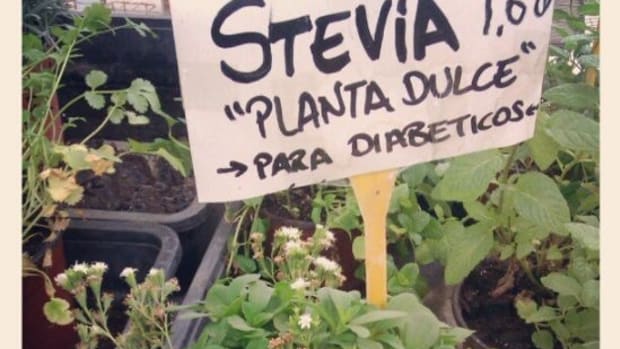 stevia-ccflcr-elgringospain