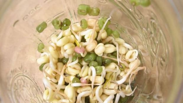 bean-sprouts-ccflcr-lmarie