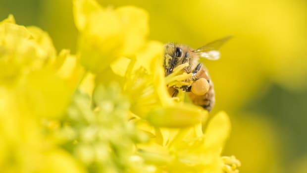 Decades-Long Study on Bees Finds Controversial Pesticides Most Harmful