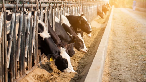 U.S. Livestock Consume 5 Times as Many Antibiotics as UK Animals