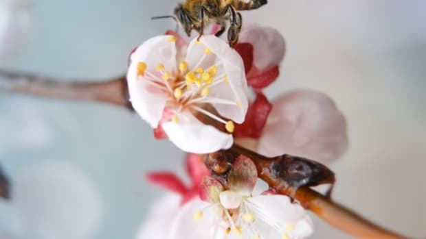 Organic Farming Methods Keep Honey Bees Alive, Report Finds