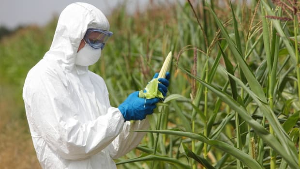 What’s the Biggest Issue With GMOs? (Hint: It’s Not Exactly Labeling)