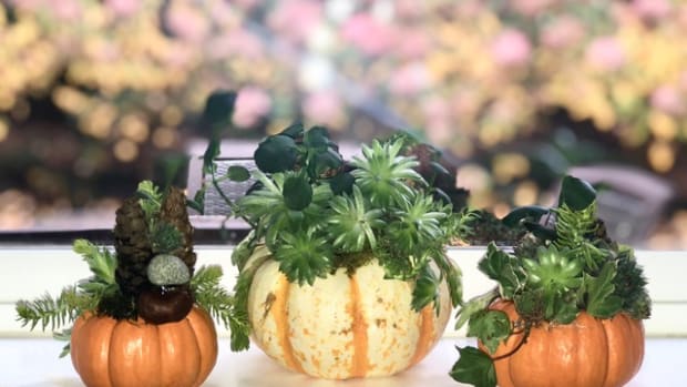 DIY Mini-Pumpkin Succulent Gardens
