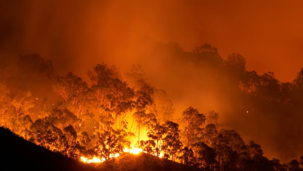 5 Things You Need to Know About the Amazon Rainforest Fires