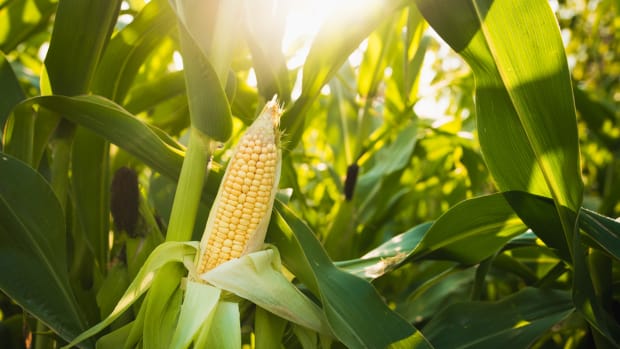 New Research Debunks Controversial Séralini Study on GMO Corn
