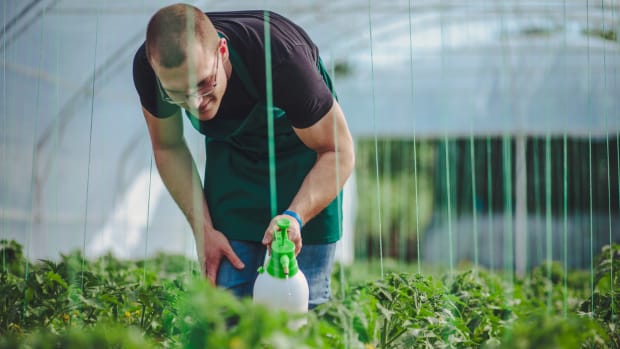 Organic Hydroponic Operations Allegedly Using Glyphosate