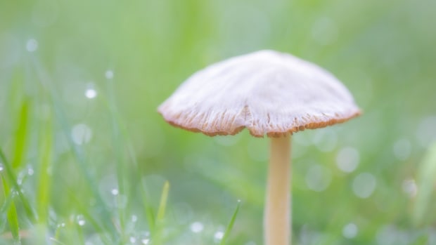 Denver Decriminalizes Psychedelic Mushrooms