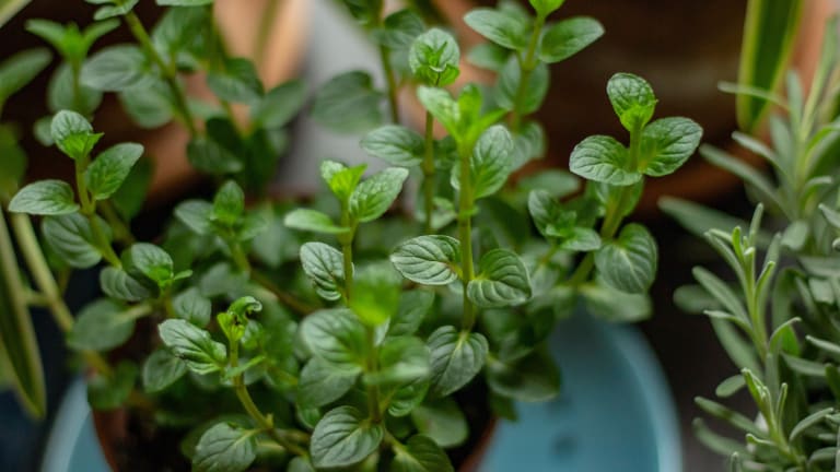 10 Growing Tips & Uses For Chocolate Mint