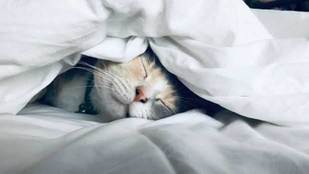 7 habits of people that get a good night's sleep. Image of a cat sleeping underneath the sheets