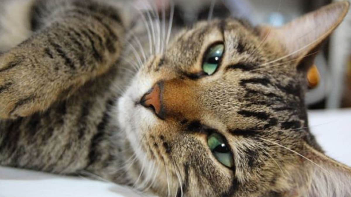 The Cat S Meow 4 Sustainable Kitty Litter Alternatives Organic Authority
