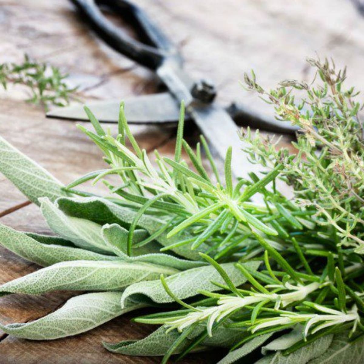 7 Best Herbs for Skin Health - Organic Authority