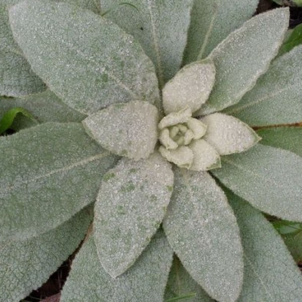 Make Your Own Lung Healing Herbal Tea With Mullein Organic Authority